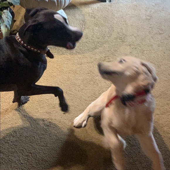 Meet your Posher, Jennifer - Picture 2 of 7